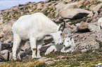 Rocky Mountain Goats