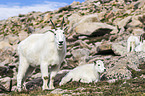 Rocky Mountain Goats