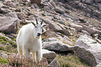 Rocky Mountain Goat