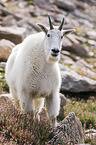 Rocky Mountain Goat