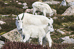 Rocky Mountain Goats