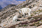 Rocky Mountain Goats