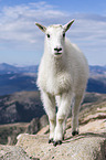 Rocky Mountain Goat