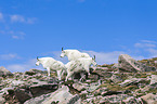 Rocky Mountain Goats