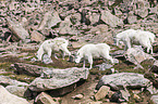 Rocky Mountain Goats