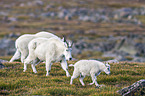 Rocky Mountain Goats