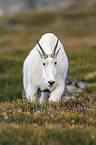 Rocky Mountain Goat