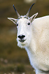 Rocky Mountain Goat