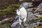 Rocky Mountain Goat