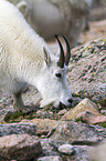 Rocky Mountain Goat