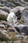 Rocky Mountain Goat