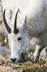 Rocky Mountain Goat