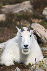 Rocky Mountain Goat