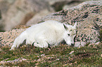 Rocky Mountain Goat