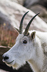 Rocky Mountain Goat