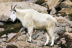 Rocky Mountain Goat