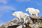 Rocky Mountain Goats