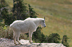 Rocky Mountain Goat