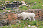 Rocky Mountain Goats