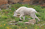 Rocky Mountain Goat