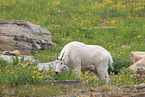 Rocky Mountain Goat