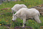 Rocky Mountain Goat