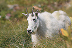 Rocky Mountain Goat