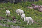 Rocky Mountain Goats