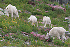 Rocky Mountain Goats