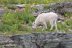 Rocky Mountain Goat