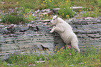 Rocky Mountain Goat