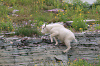 Rocky Mountain Goat