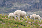 Rocky Mountain Goats