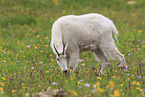 Rocky Mountain Goat