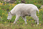 Rocky Mountain Goat