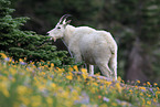 Rocky Mountain goat