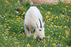 Rocky Mountain goat