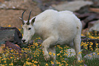 Rocky Mountain goat