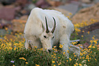 Rocky Mountain goat