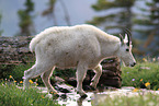 Rocky Mountain goat