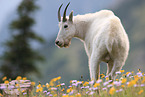 Rocky Mountain goat