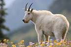 Rocky Mountain goat