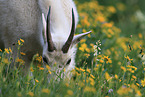 Rocky Mountain goat