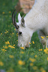 Rocky Mountain goat