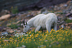 Rocky Mountain goat