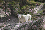 Rocky Mountain goat