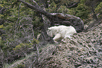 Rocky Mountain goat