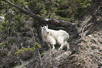 Rocky Mountain goat