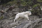 Rocky Mountain goat