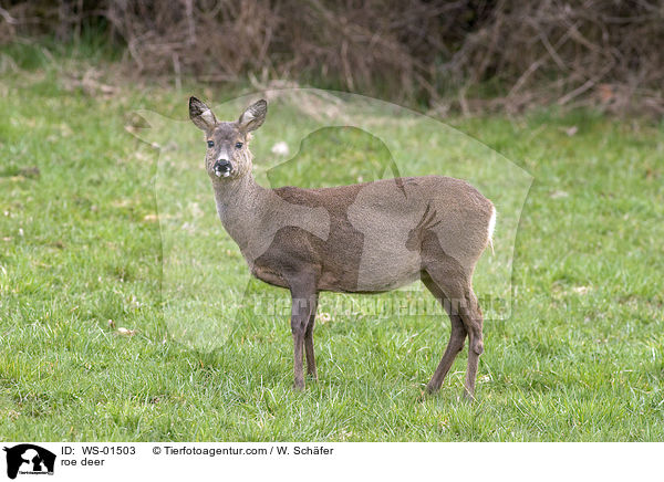 Reh / roe deer / WS-01503